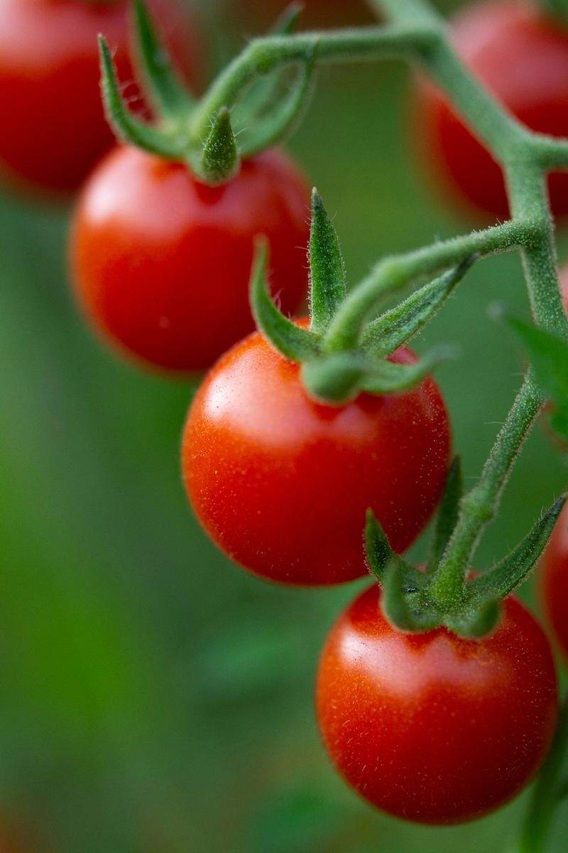 Grünraum Gartenservice GmbH 15