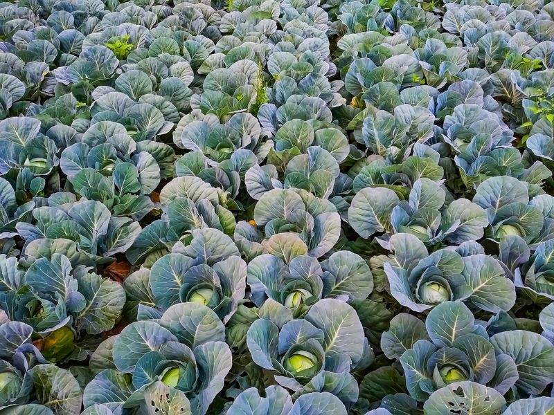 Grünraum Gartenservice GmbH 2
